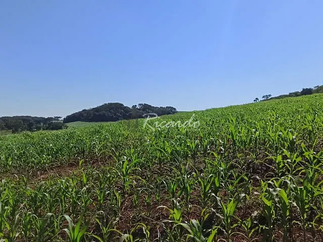 Chácara com 308550m², à venda, no bairro Área Rural de Londrina em Londrina
