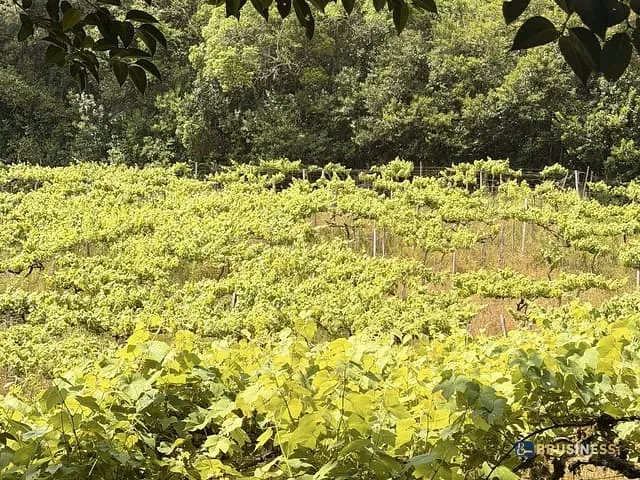 Chácara com 2000m² 4 quartos e 2 banheiros, à venda, no bairro Kayser em Caxias do Sul