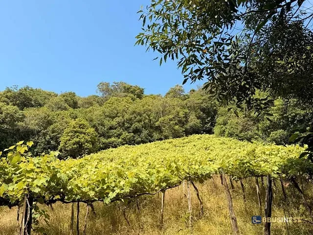 Chácara com 2000m² 1 quarto e 1 banheiro, à venda, no bairro Kayser em Caxias do Sul