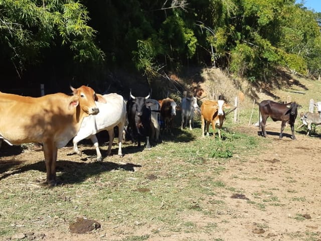 Chácara com 484000m², à venda, no bairro Cruz Pequena em Pindamonhangaba