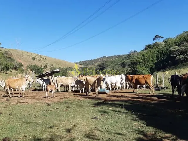 Chácara com 484000m², à venda, no bairro Cruz Pequena em Pindamonhangaba