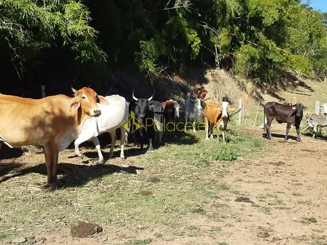 Chácara com 484000m², à venda, no bairro Cruz Pequena em Pindamonhangaba
