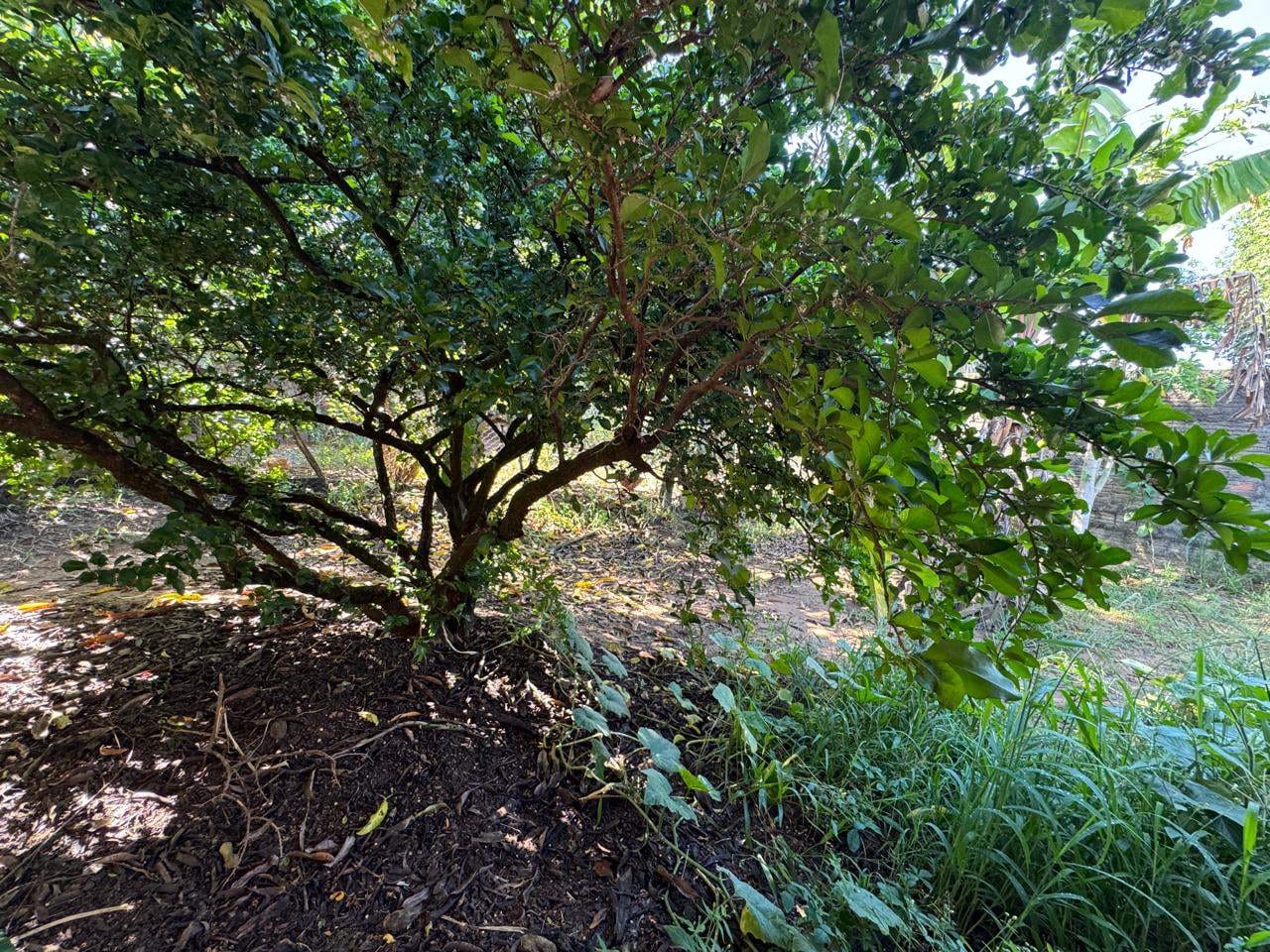 Chácara, 3 quartos, 1214 m² - Foto 27