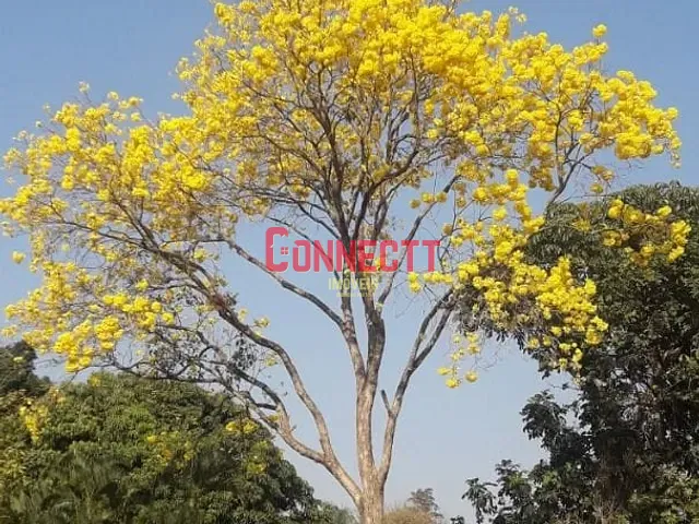 Chácara com 5600m² 1 quarto e 2 banheiros, à venda, no bairro Parque Ribeirao Preto em Ribeirão Preto