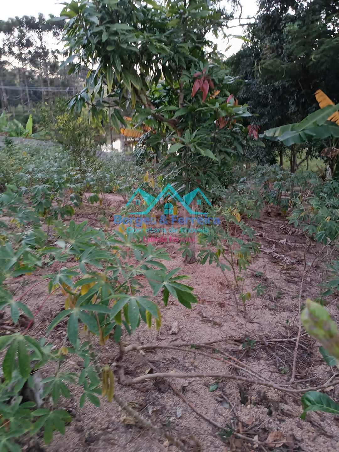 Chácara, 1 quarto, 1000 m² - Foto 3