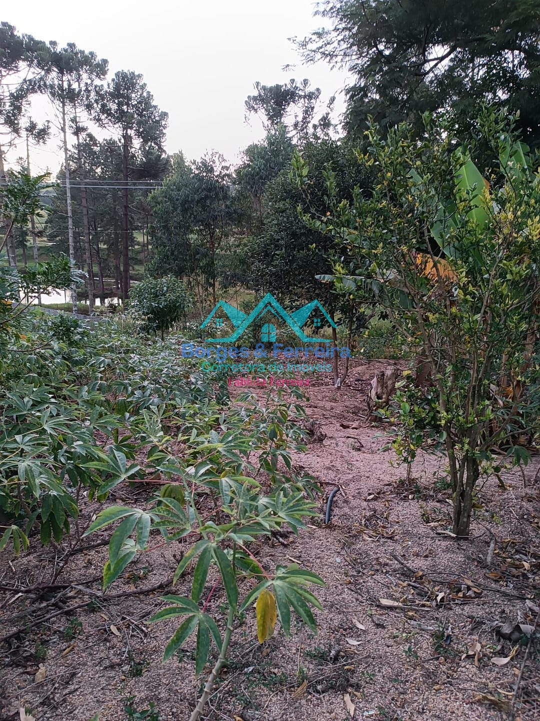 Chácara, 1 quarto, 1000 m² - Foto 2