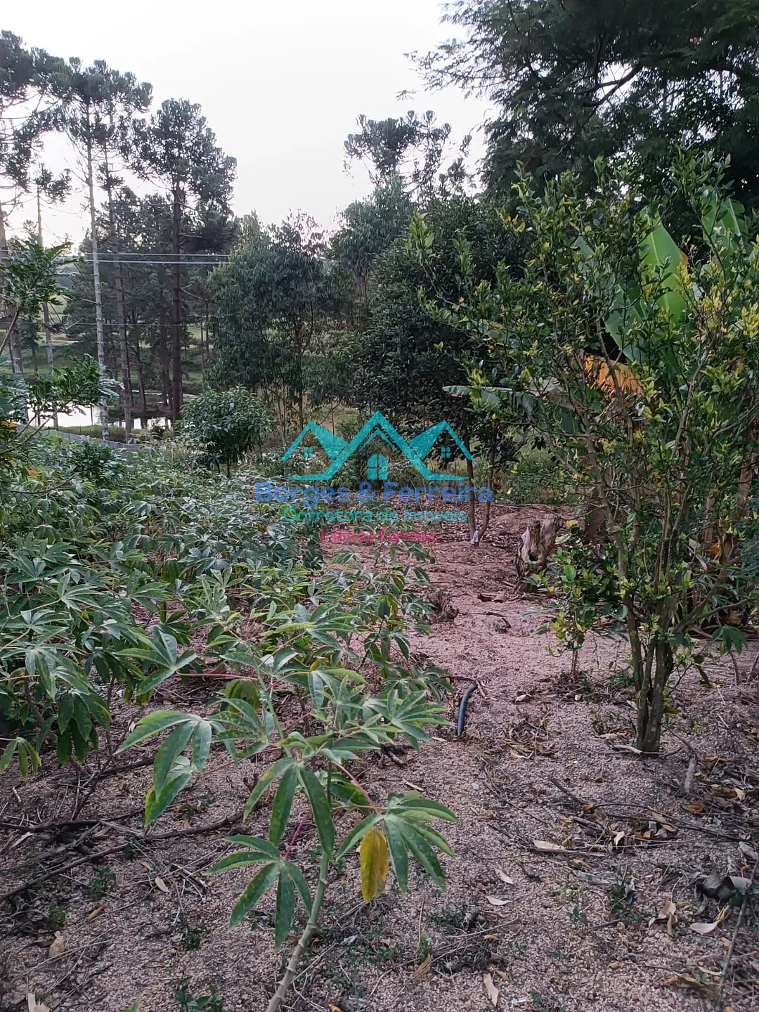 Chácara, 1 quarto, 1000 m² - Foto 2