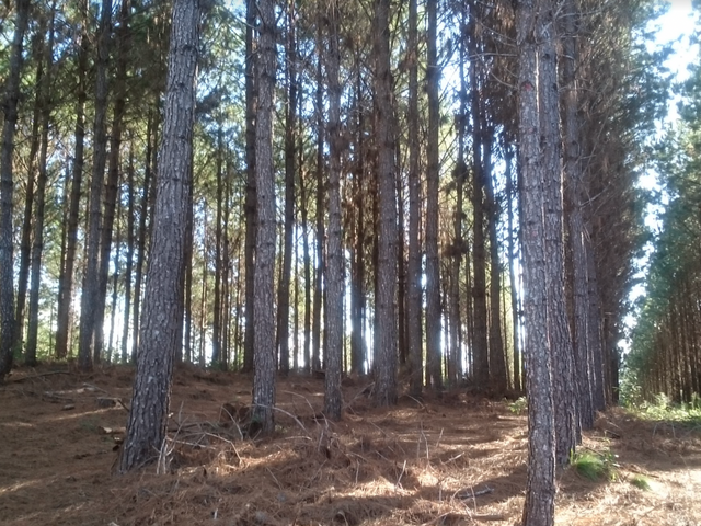Foto do Fazenda - Fazenda  Campo Largo, 111 alqueires, ou 269 hectares, sendo 38 alqueires de plantio reflorestamento árvores  com 18 anos,  à 6 km do asfalto , à venda, PR | Imobiliária GreenVille