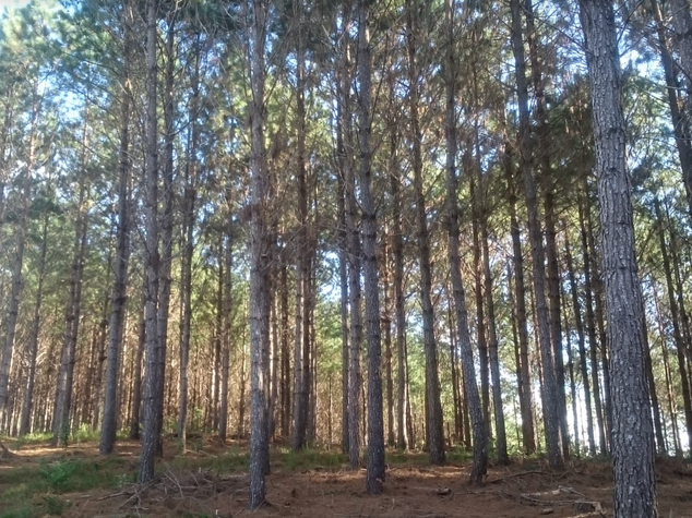 Foto do Fazenda - Fazenda  Campo Largo, 111 alqueires, ou 269 hectares, sendo 38 alqueires de plantio reflorestamento árvores  com 18 anos,  à 6 km do asfalto , à venda, PR | Imobiliária GreenVille