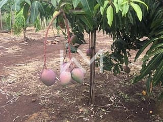 Foto do Chácara-Chácara em Bairro da Usina  -  Bragança Paulista