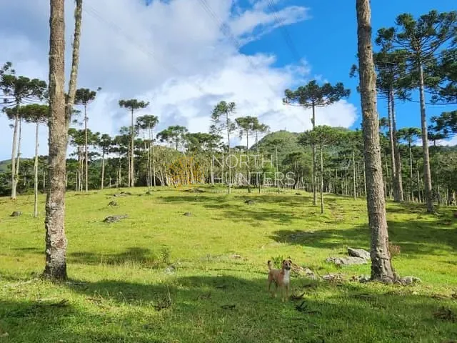Chácara com 240m² 3 quartos e 2 banheiros, à venda, no bairro Centro em Campo Alegre
