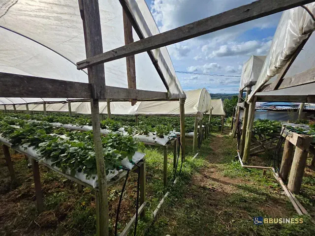 Chácara 5 quartos e 3 banheiros, à venda, no bairro Santa Lúcia do Piaí em Caxias do Sul