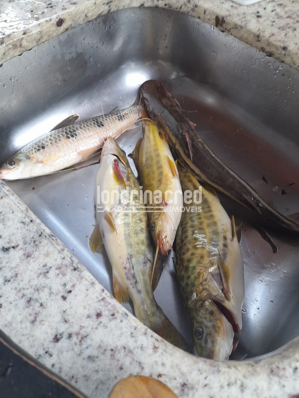 Sítio, 1 quarto, 525 m² - Foto 17