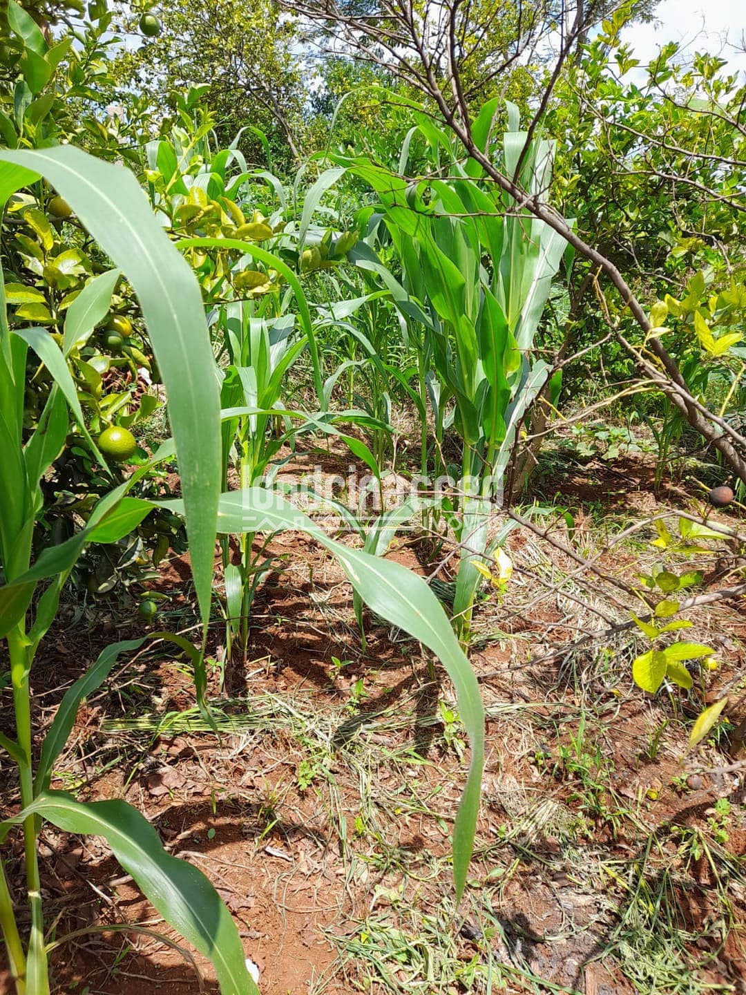 Sítio, 1 quarto, 525 m² - Foto 14