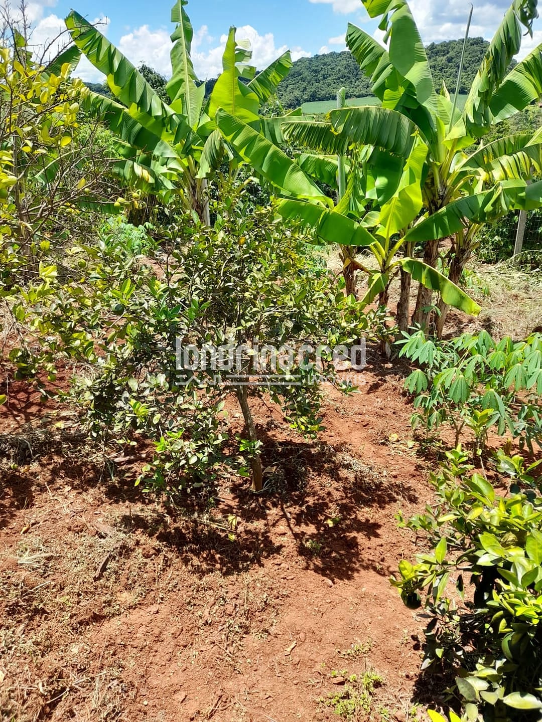 Sítio, 1 quarto, 525 m² - Foto 13