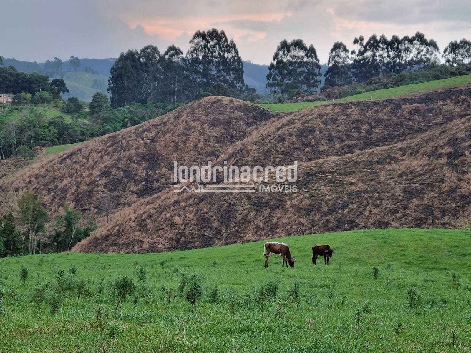 Sítio, 1 quarto, 74 hectares - Foto 4