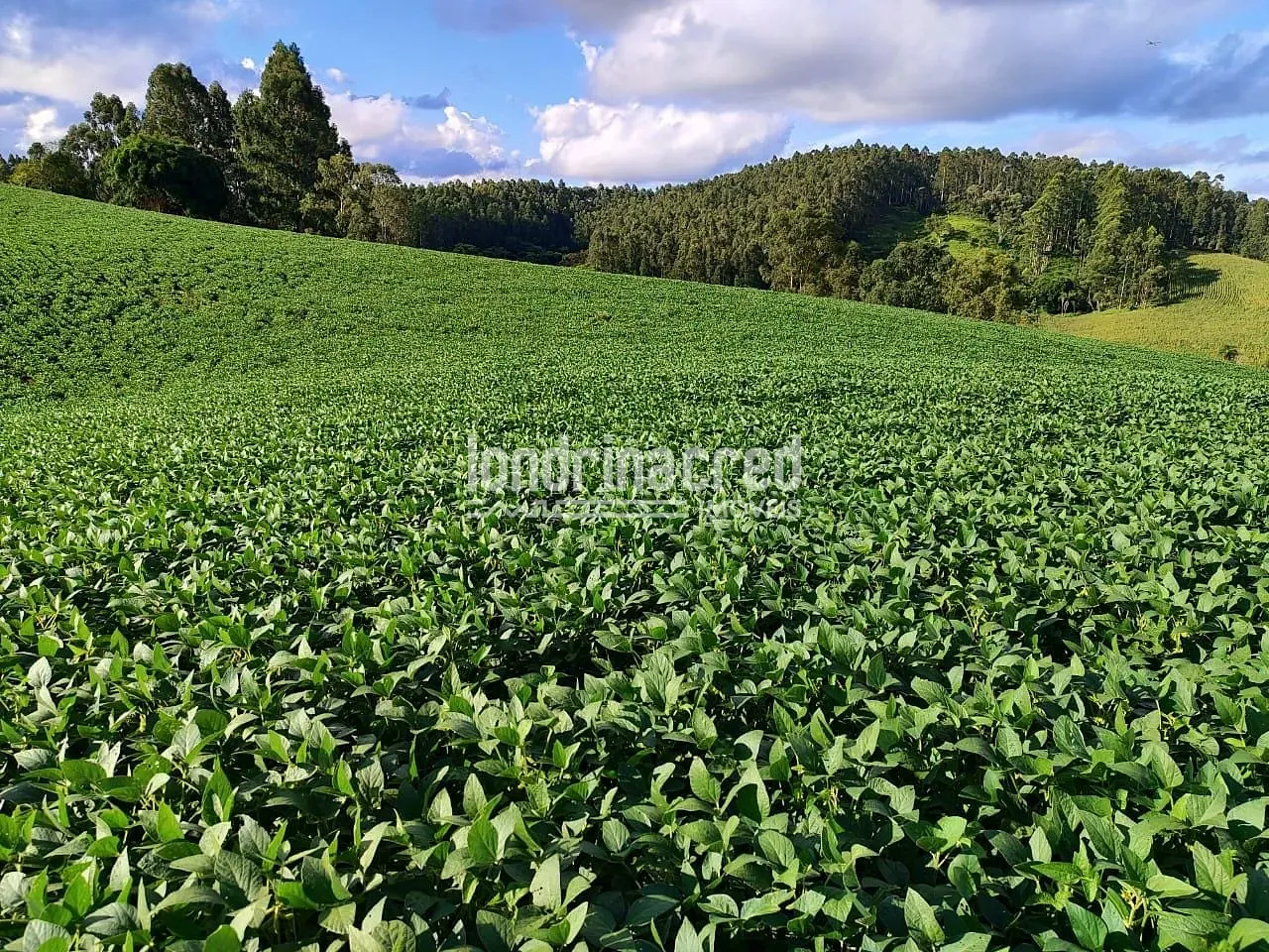 Sítio, 1 quarto, 74 hectares - Foto 24