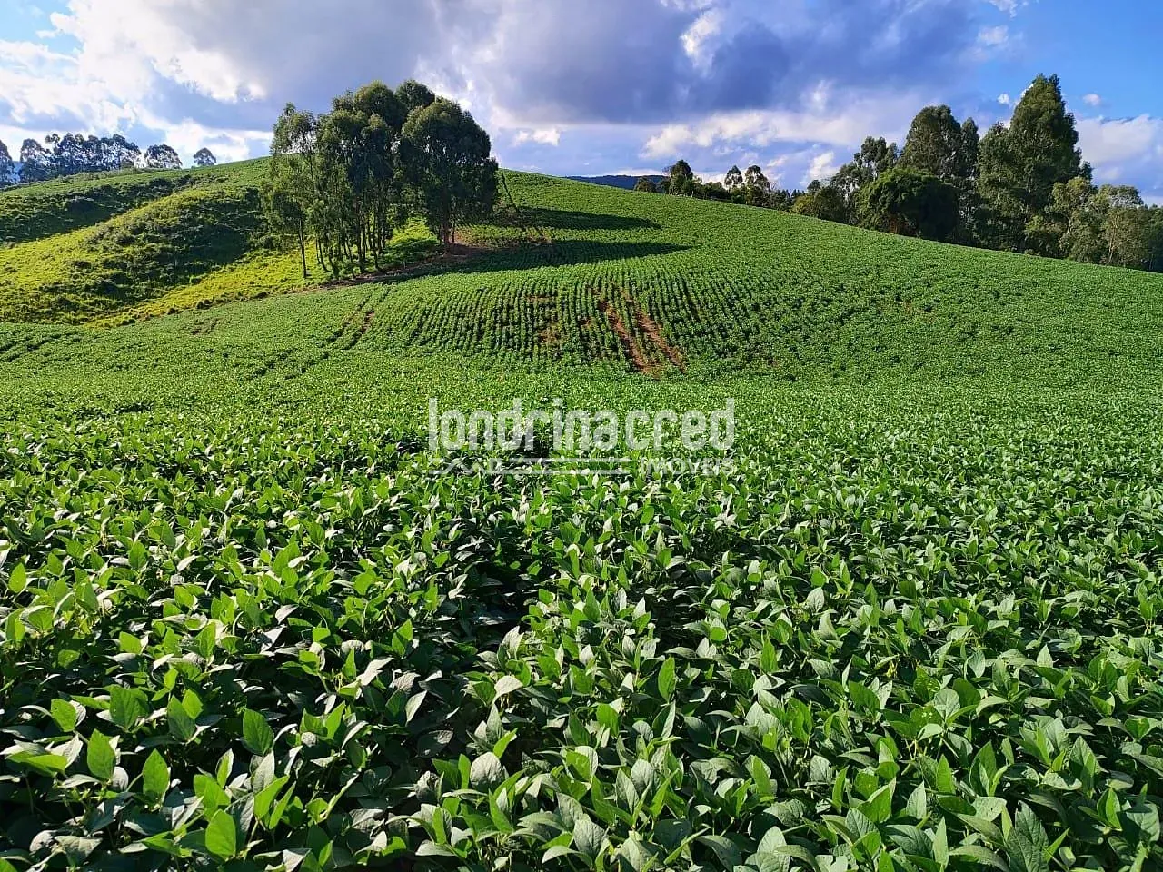 Sítio, 1 quarto, 74 hectares - Foto 23