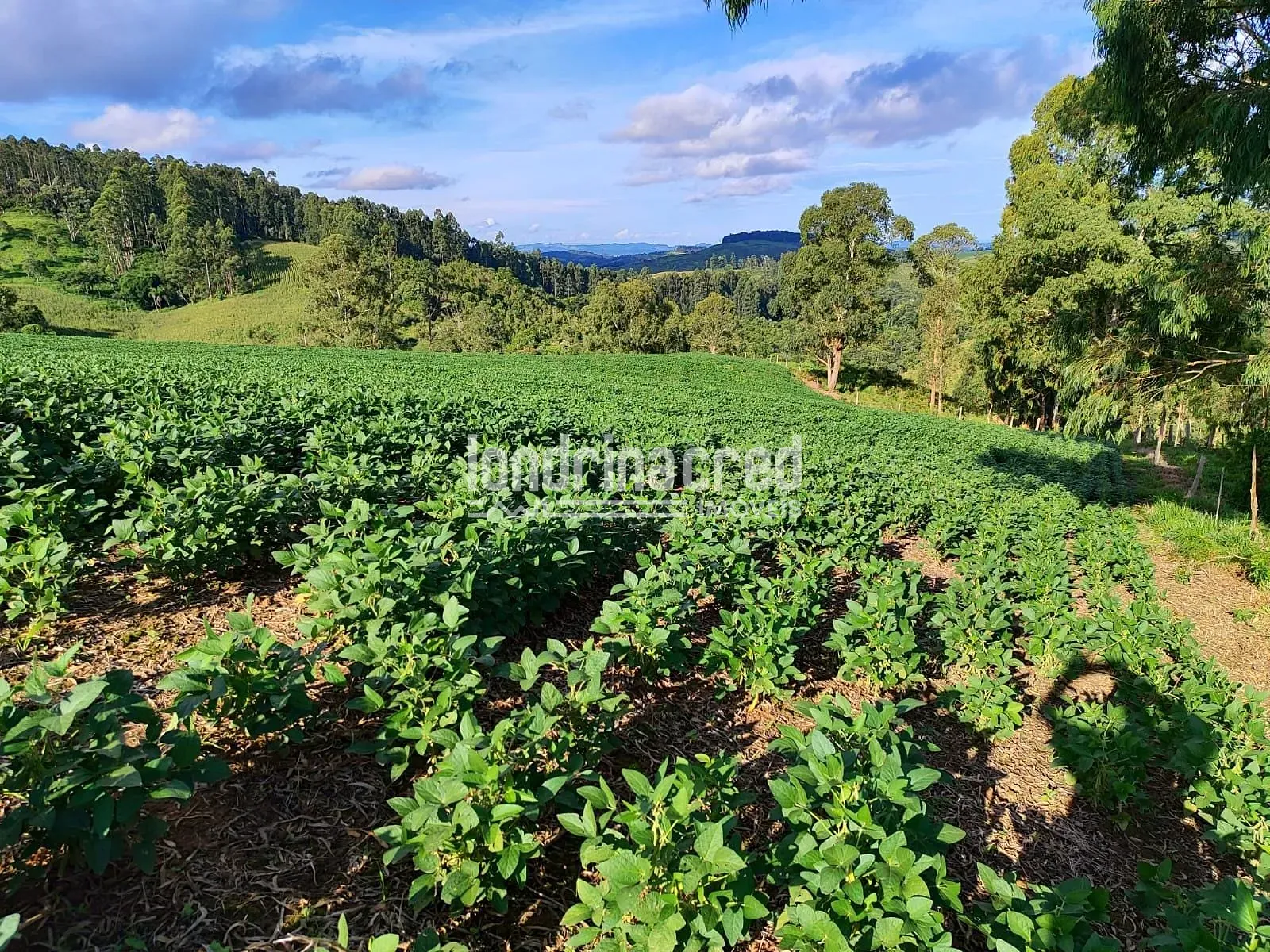 Sítio, 1 quarto, 74 hectares - Foto 20