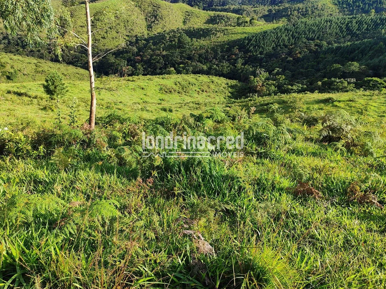 Sítio, 1 quarto, 74 hectares - Foto 18