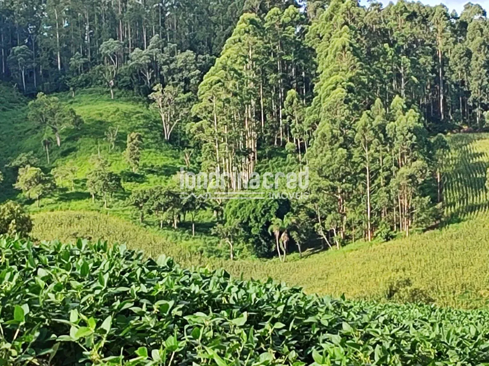 Sítio, 1 quarto, 74 hectares - Foto 13