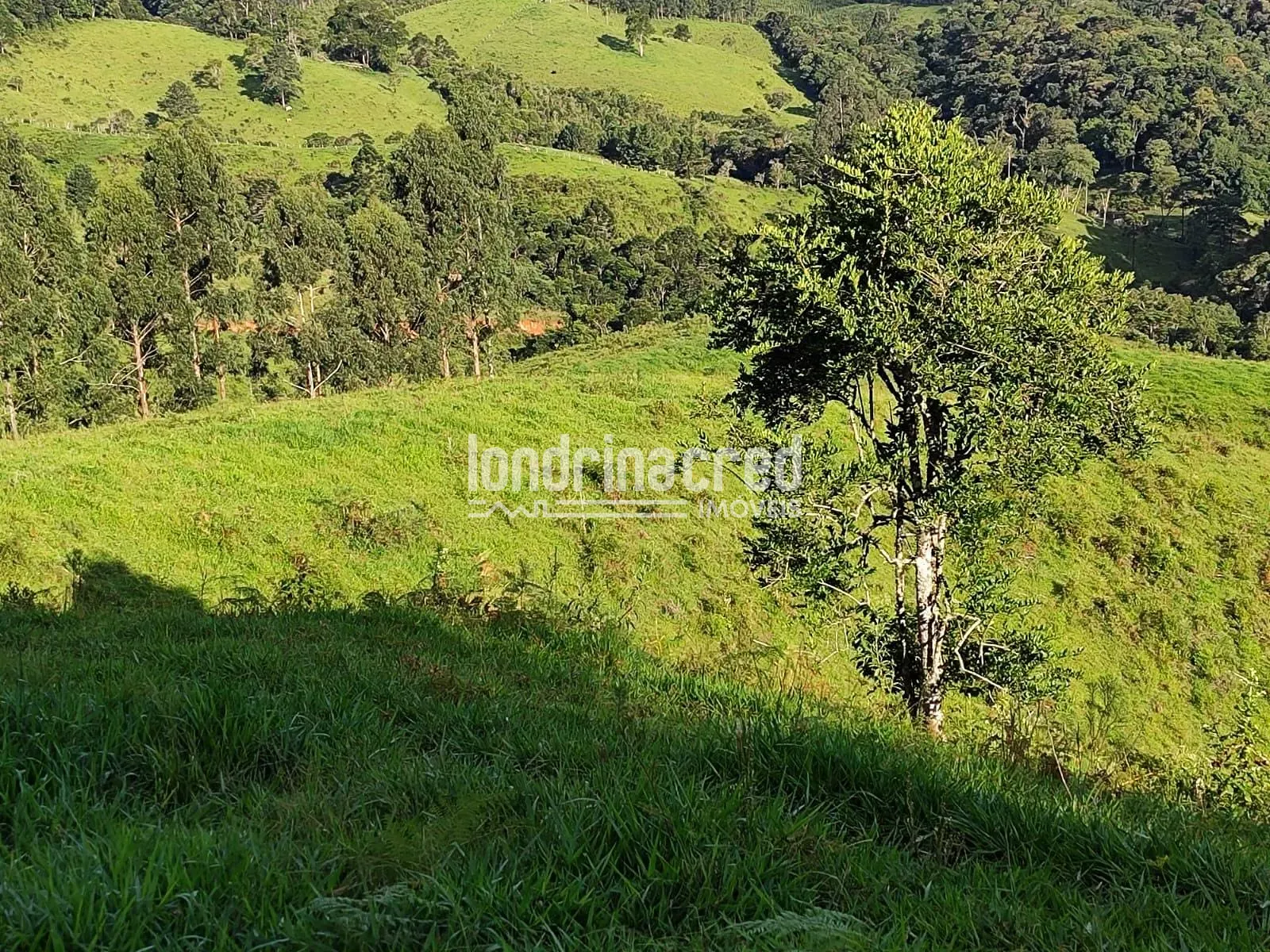 Sítio, 1 quarto, 74 hectares - Foto 11