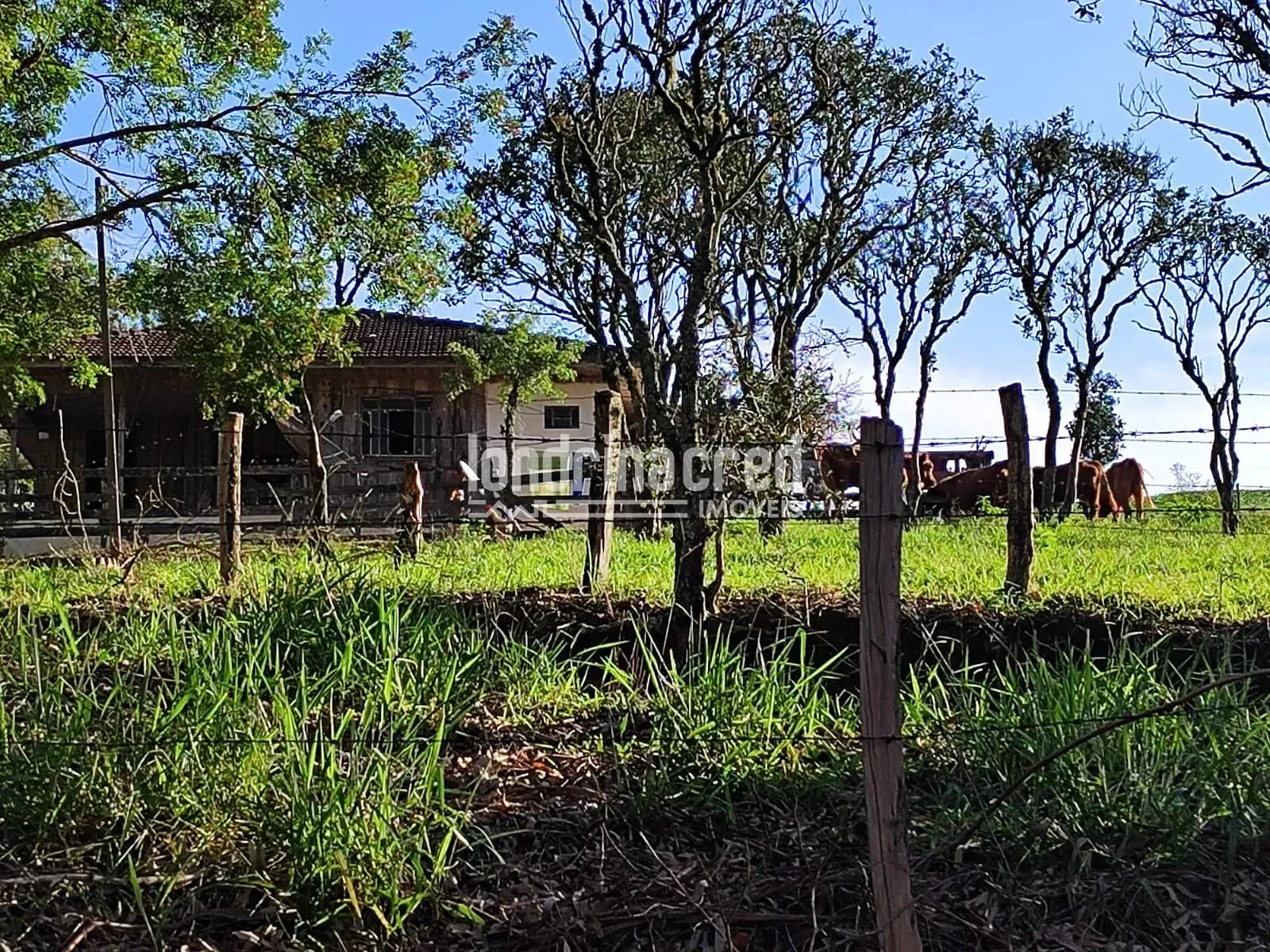 Sítio, 1 quarto, 74 hectares - Foto 8