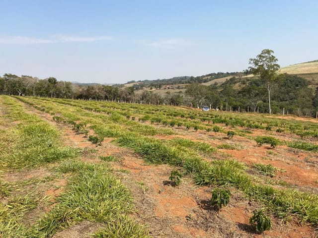 Foto do Chácara - Chácara à venda, 1500 m² por R$ 65.000,00 - Ouvidor - Machado/MG | H. DE PAIVA MAGALHAES & F.DE PAIVA MAGALHAES LTDA