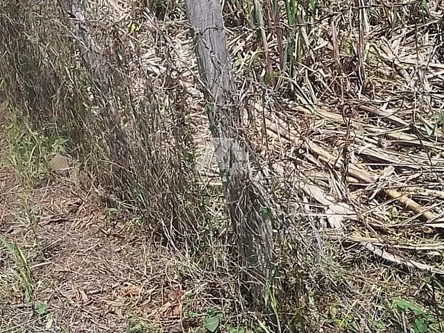 Chácara com 6000m² 2 quartos e 1 banheiro, à venda, no bairro prudentópolis em Prudentópolis