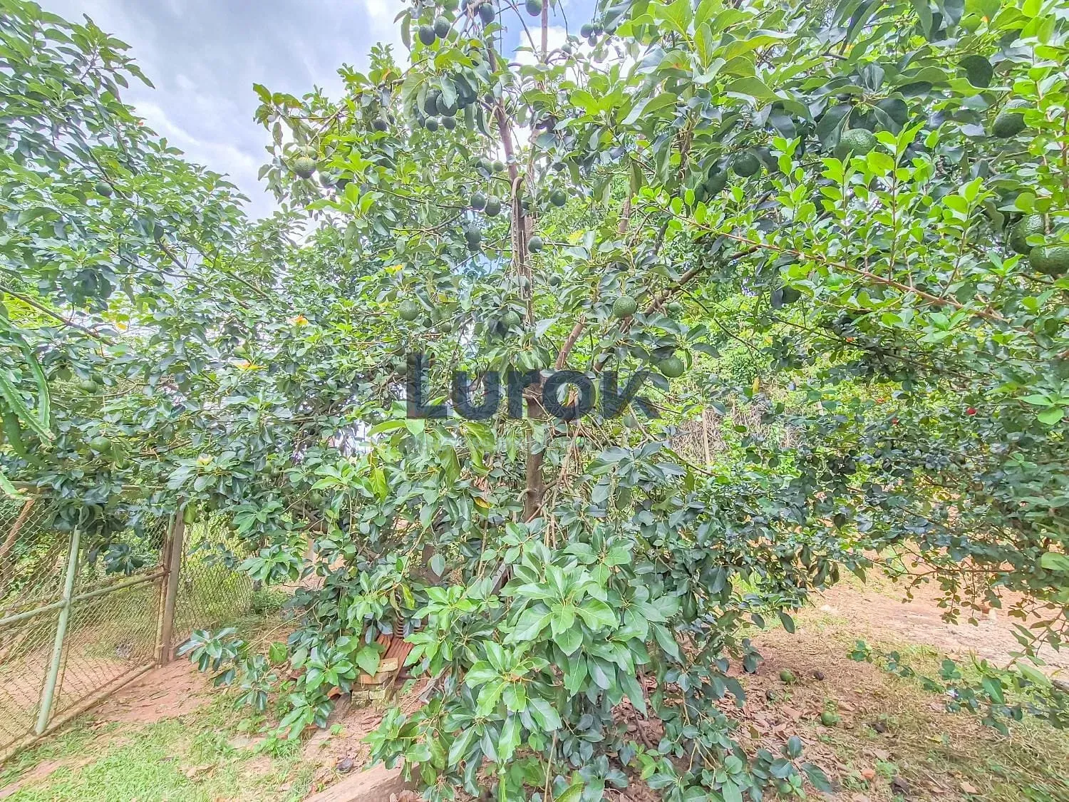Chácara, 3 quartos, 5000 m² - Foto 30