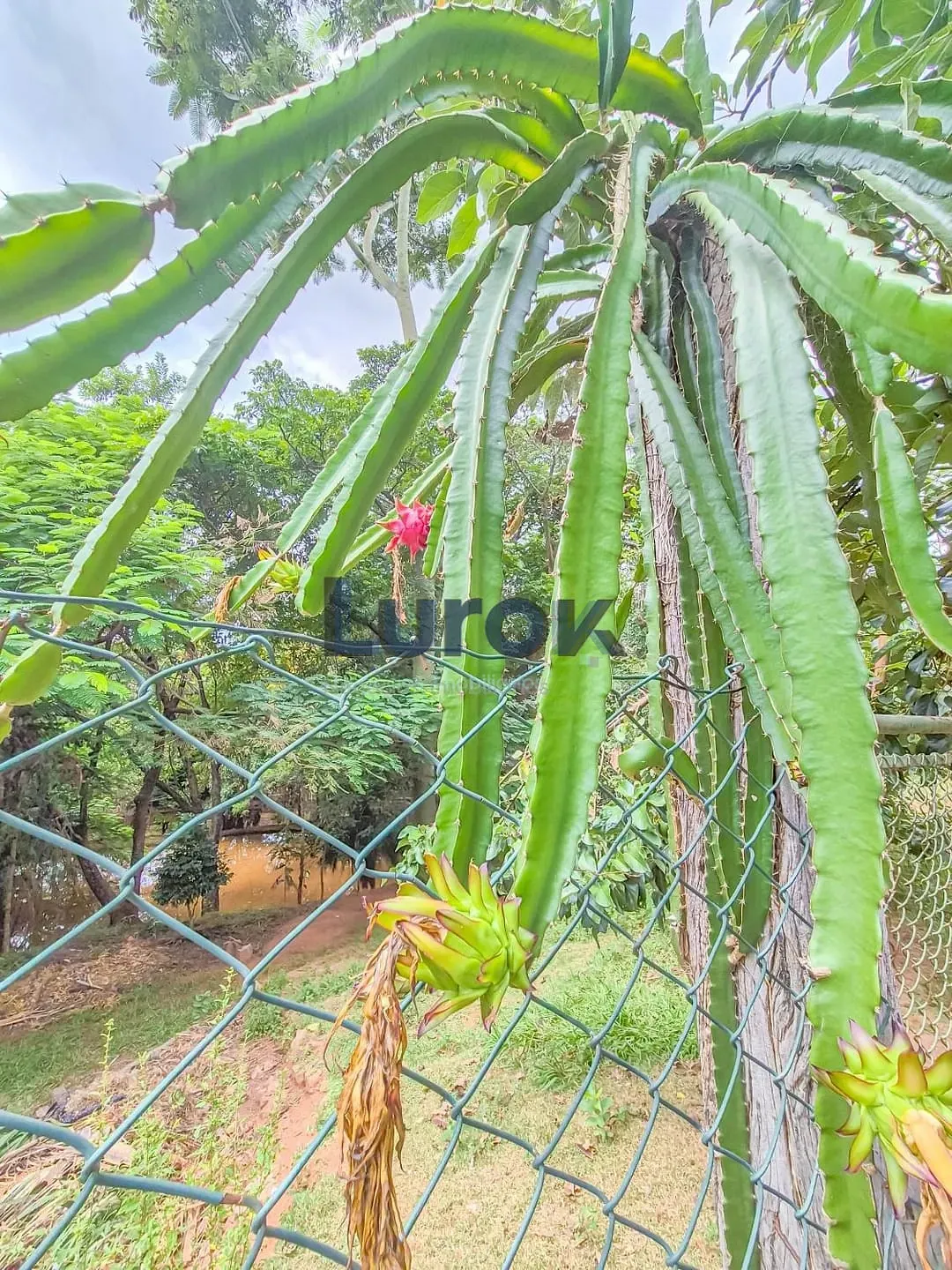 Chácara, 3 quartos, 5000 m² - Foto 32