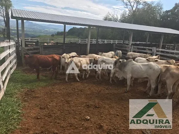 Fazenda, 84 hectares - Foto 7