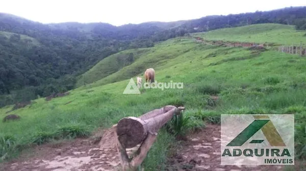 Fazenda, 84 hectares - Foto 11