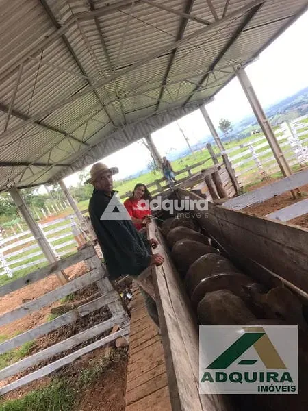 Fazenda, 84 hectares - Foto 8