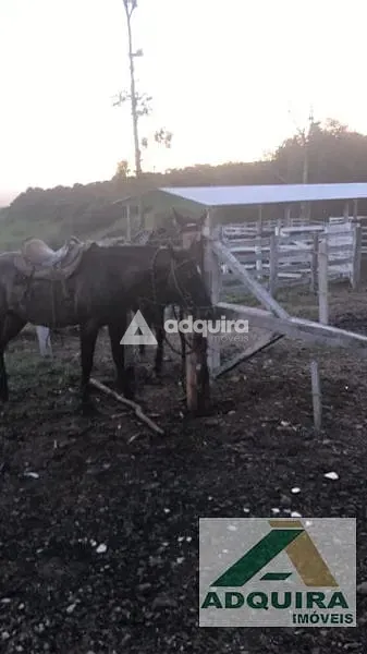 Fazenda, 84 hectares - Foto 2