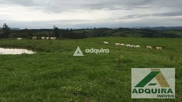 Fazenda, 84 hectares - Foto 14