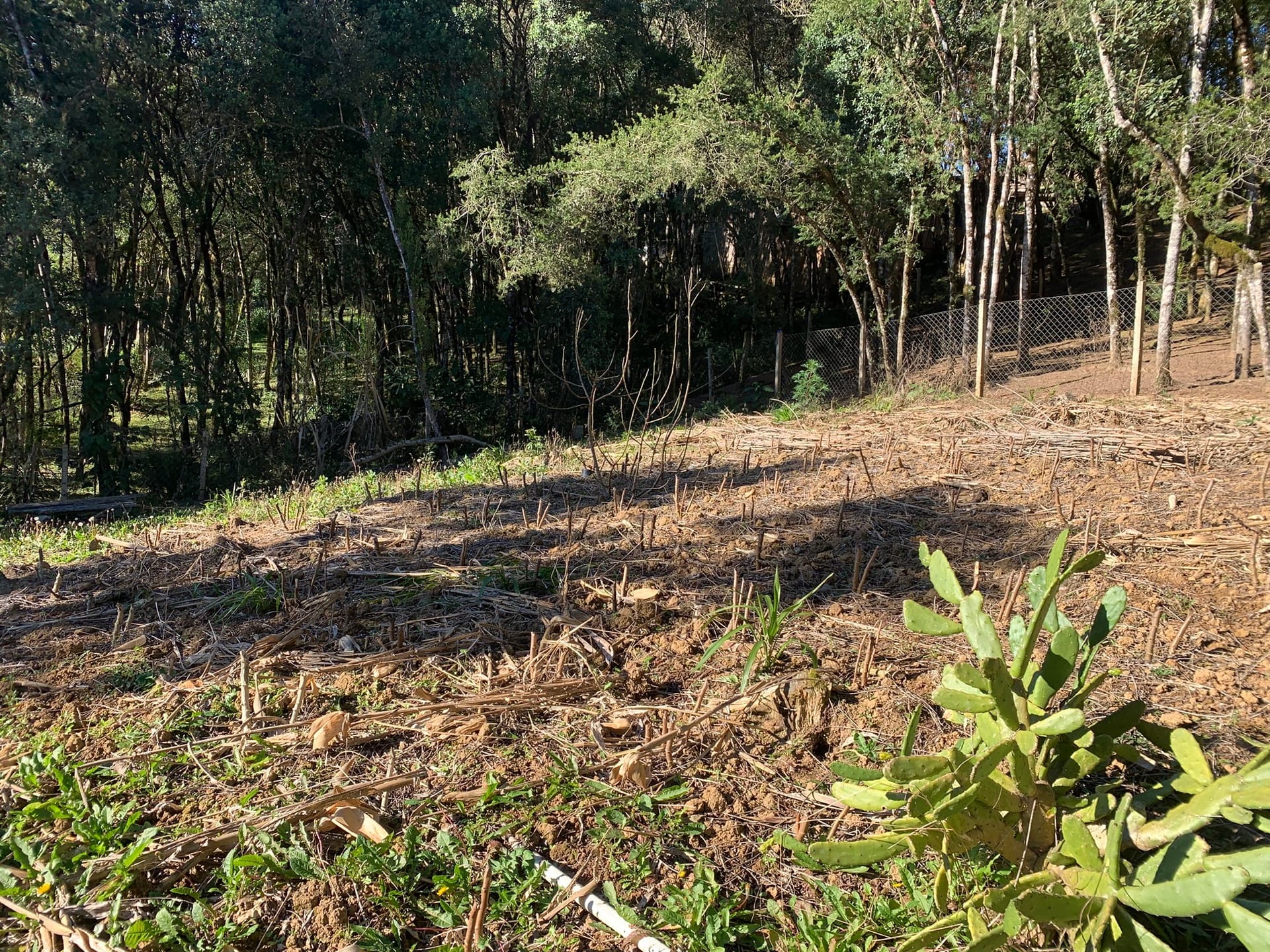 Chácara à venda com 3 quartos, 3000m² - Foto 10