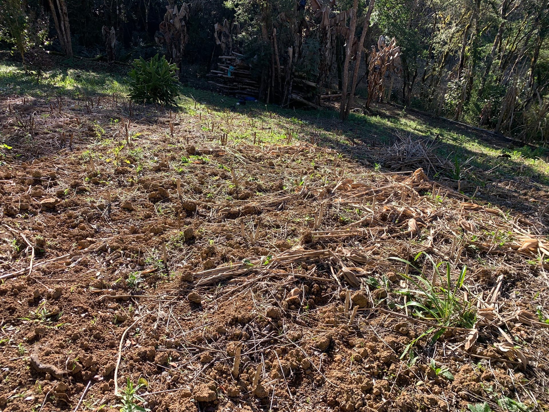 Chácara à venda com 3 quartos, 3000m² - Foto 2