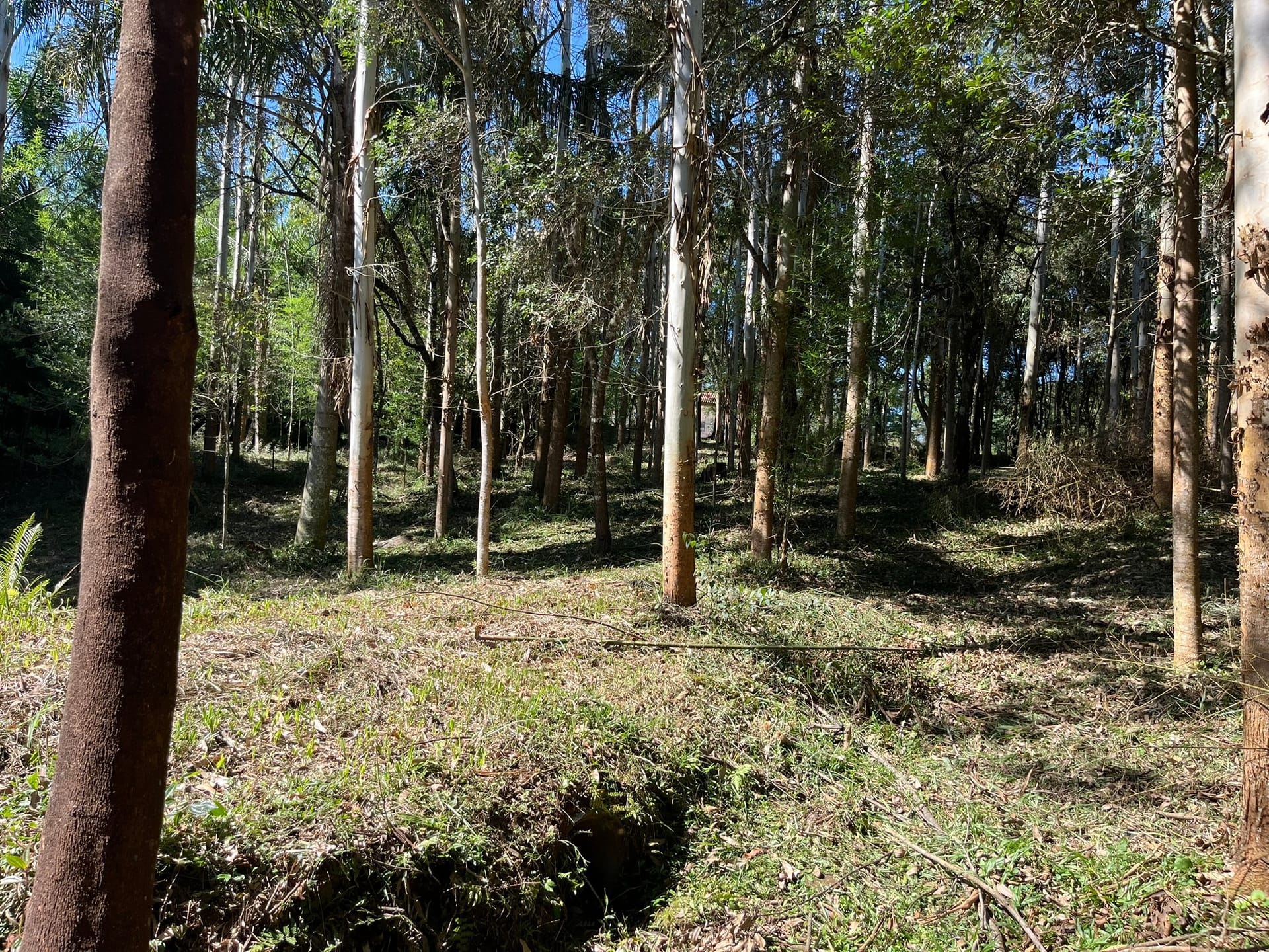 Chácara, 3 quartos, 1 hectares - Foto 27