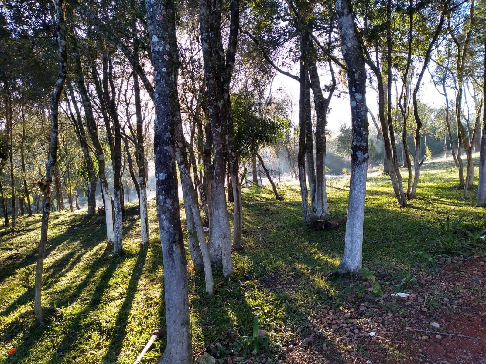 Chácara à venda com 3 quartos, 13000m² - Foto 5