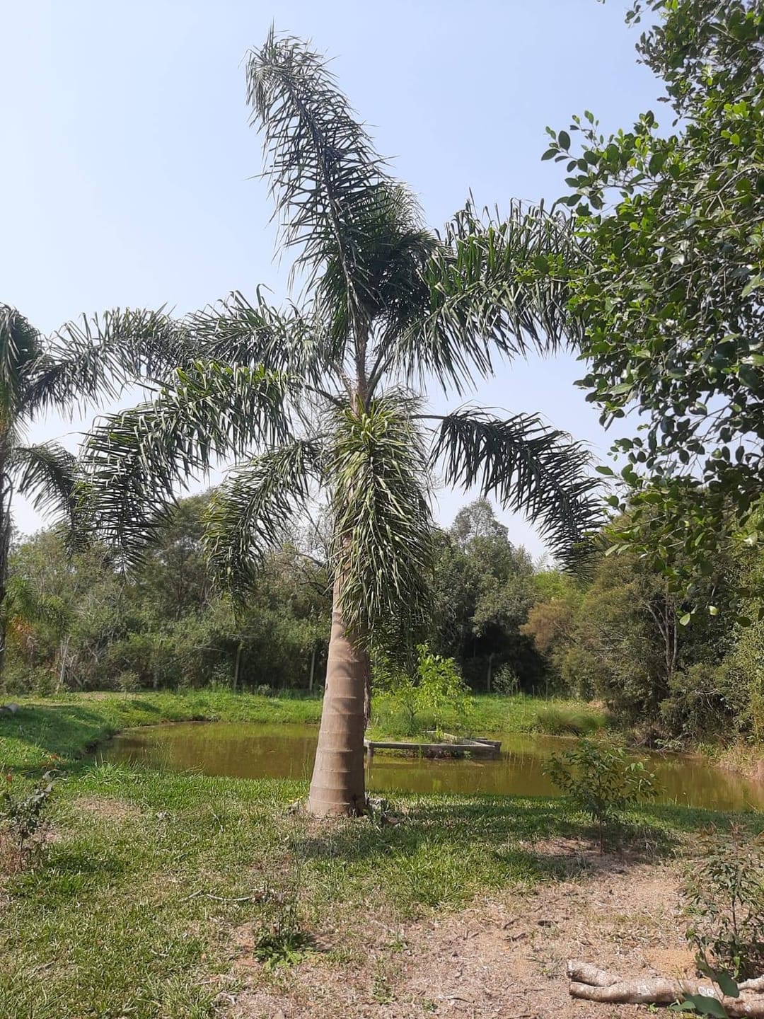 Chácara à venda com 3 quartos, 13000m² - Foto 14