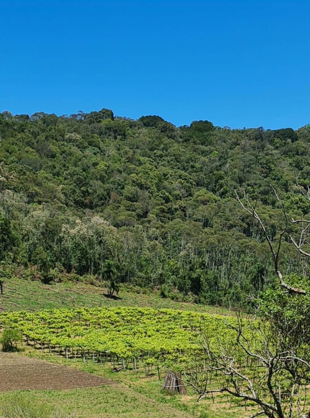 Sítio, 2 quartos, 4 hectares - Foto 12