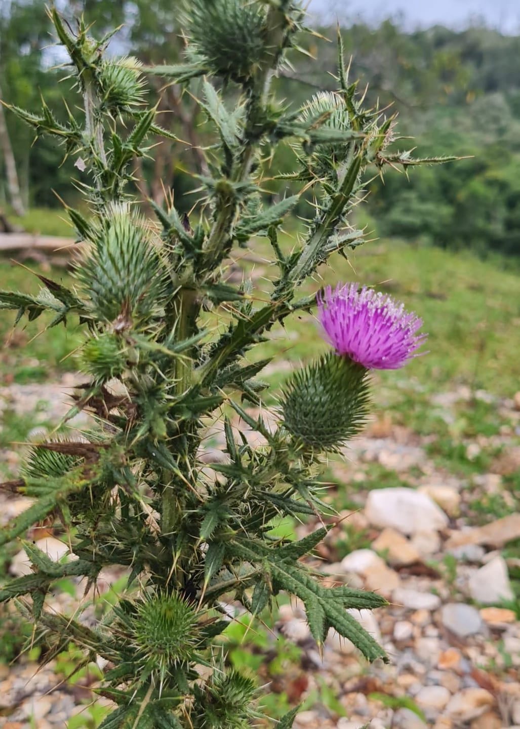 Sítio, 2 quartos, 4 hectares - Foto 17