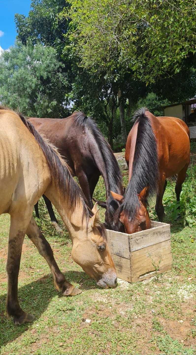Sítio, 2 quartos, 4 hectares - Foto 18