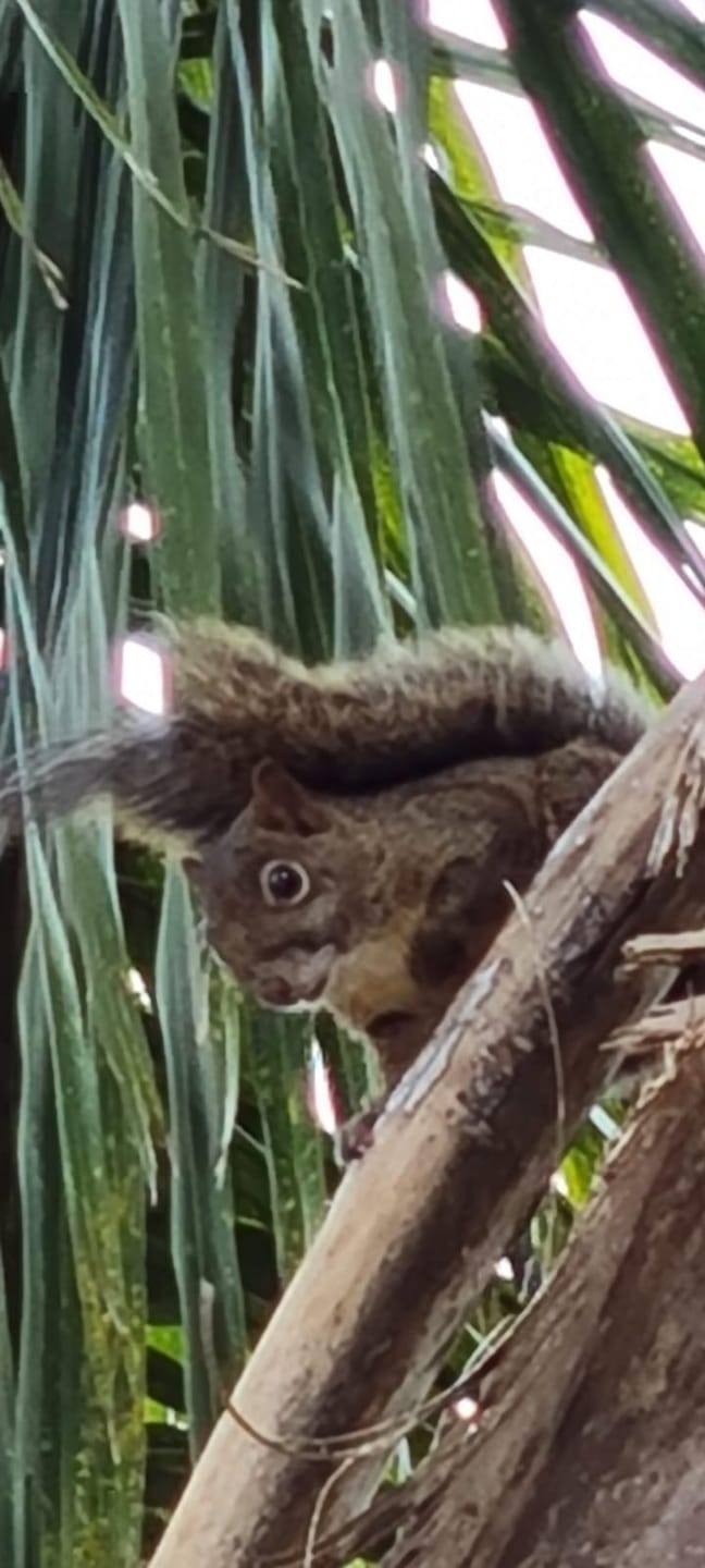 Sítio, 2 quartos, 4 hectares - Foto 22