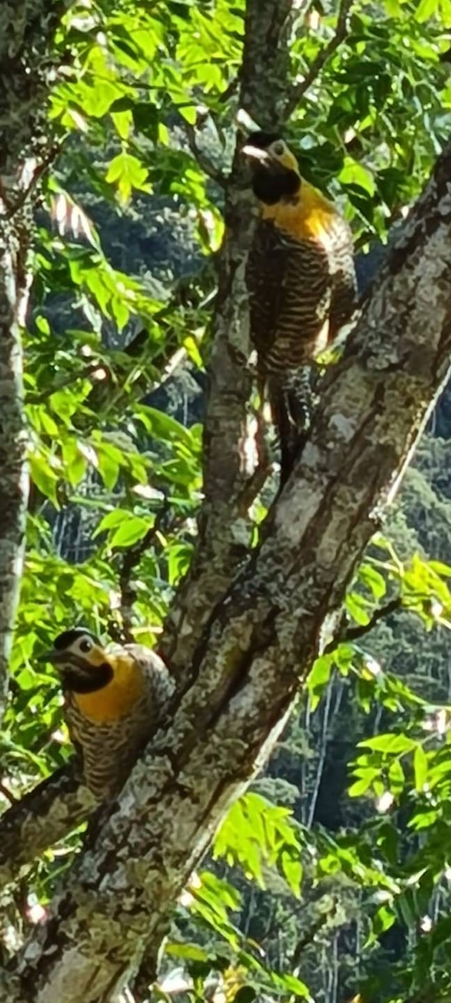 Sítio, 2 quartos, 4 hectares - Foto 25