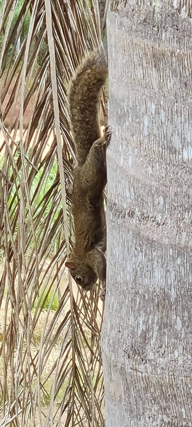 Sítio, 2 quartos, 4 hectares - Foto 27