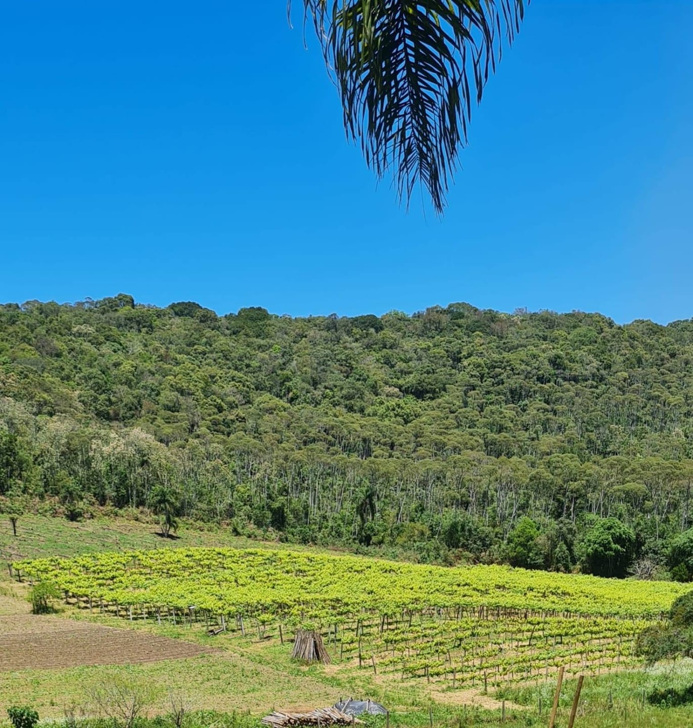 Sítio, 2 quartos, 4 hectares - Foto 28