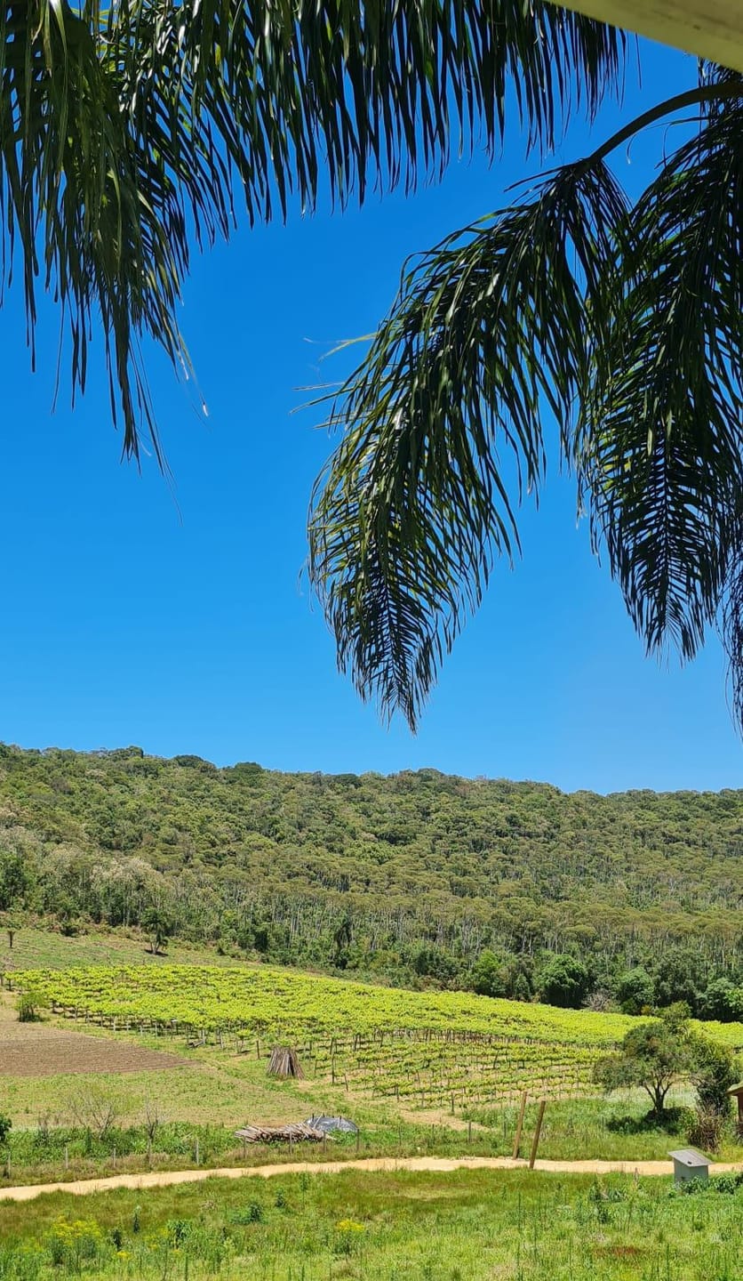 Sítio, 2 quartos, 4 hectares - Foto 29