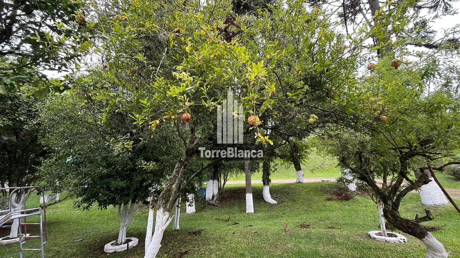 Chácara, 3 quartos, 2700 m² - Foto 22
